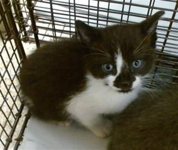 Domestic Short Hair Cats Available for Adoption in Doral, Florida - SAKURA | PetCurious