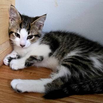 Tonto -  Domestic Short Hair Cat for Adoption in Ferndale, Michigan - Tonto | PetCurious