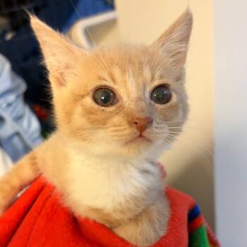 Copper -  Domestic Short Hair Cat for Adoption in Waldorf, Maryland - Copper | PetCurious