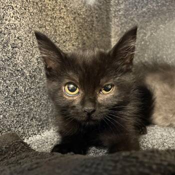 Onyx -  Domestic Short Hair Cat for Adoption in Norman, Oklahoma - Onyx | PetCurious