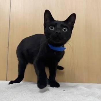 Ashton -  Domestic Medium Hair Cat for Adoption in Brentwood, Missouri - Ashton | PetCurious