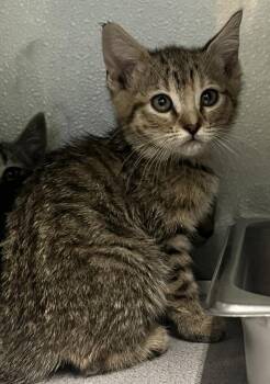 *Rowena* -  Domestic Short Hair Cat for Adoption in Salt Lake City, Utah - *Rowena* | PetCurious