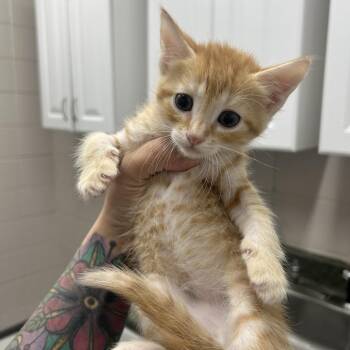 Domestic Short Hair Cats Available for Adoption in Huntsville, Alabama - Sesame | PetCurious