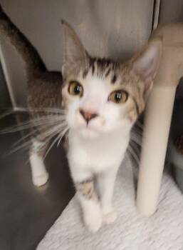 Finch -  Domestic Short Hair Cat for Adoption in Hopkinsville, Kentucky - Finch | PetCurious