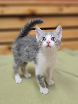 Rescue Domestic Short Hair Cats for Adoption in Woodstock, Illinois - Jude | PetCurious