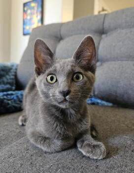 Scott Bullmoose -  Domestic Medium Hair and Russian Blue Cat for Adoption in Chandler, Arizona - Scott Bullmoose | PetCurious