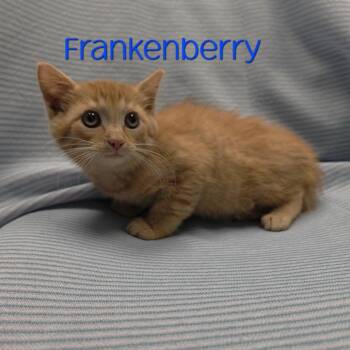 Frankenberry -  Domestic Short Hair Cat for Adoption in Parkersburg, West Virginia - Frankenberry | PetCurious