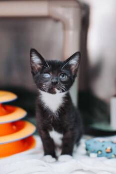 93743A Winnie -  Domestic Short Hair Cat for Adoption in North Charleston, South Carolina - 93743A Winnie | PetCurious