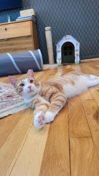 Domestic Short Hair Cats Available for Adoption - Kyle | PetCurious