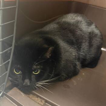 Angelica -  Domestic Short Hair Cat for Adoption in Charlottesville, Virginia - Angelica | PetCurious