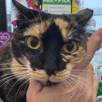 Domestic Short Hair Cats Available for Adoption - DeeDee | PetCurious
