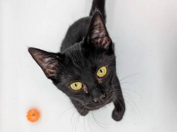Hattie -  Domestic Short Hair Cat for Adoption in Powell, Ohio - Hattie | PetCurious