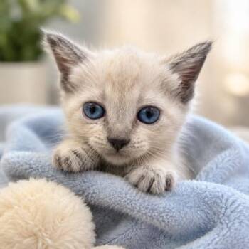 Ying -  Domestic Medium Hair and Domestic Short Hair Cat for Adoption in Marshall, Texas - Ying | PetCurious