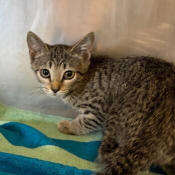 Serrano -  Domestic Short Hair Cat for Adoption in Nashville, Tennessee - Serrano | PetCurious