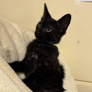 Tsunami -  Domestic Short Hair Cat for Adoption in Richmond, Virginia - Tsunami | PetCurious