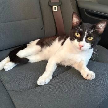 Sylvester the Brave -  Tuxedo and Domestic Short Hair Cat for Adoption in Friendswood, Texas - Sylvester The Brave | PetCurious