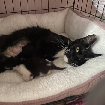 Sausage -  Domestic Medium Hair Cat for Adoption in Lincoln, California - Sausage | PetCurious