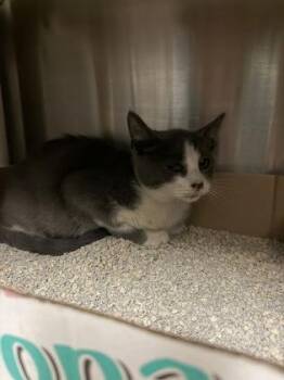 Dust Bunny -  Domestic Short Hair Cat for Adoption in Fallston, Maryland - Dust Bunny | PetCurious