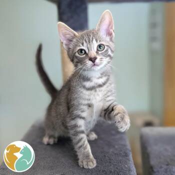 Bugatti -  Domestic Short Hair Cat for Adoption in Toledo, Ohio - Bugatti | PetCurious