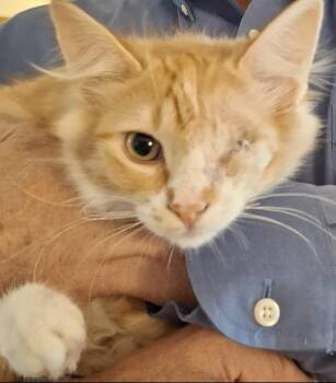 Purrseus -  Domestic Medium Hair Cat for Adoption in Denver, Colorado - Purrseus | PetCurious
