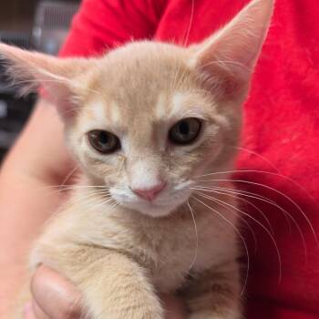 Kairi -  Domestic Short Hair Cat for Adoption in Leander, Texas - Kairi | PetCurious