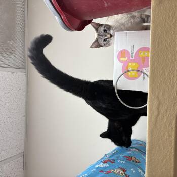 Yami and Shadow -  Domestic Short Hair and Siamese Cat for Adoption in Mayfield, New York - Yami And Shadow | PetCurious