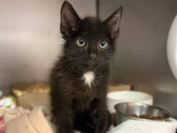 DIET DR. KELP -  Domestic Short Hair Cat for Adoption in Fort Wayne, Indiana - DIET DR. KELP | PetCurious