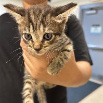 Stray - Boston Road Kitten 2 -  Domestic Short Hair Cat for Adoption in Roxboro, North Carolina - Stray - Boston Road Kitten 2 | PetCurious