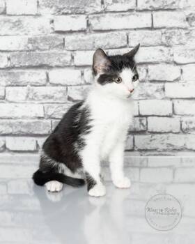 Domestic Short Hair and Tabby Cats Available for Adoption in Tuscaloosa, Alabama - Gizmo | PetCurious