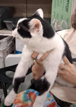 Domestic Short Hair Cats Available for Adoption in Deltona, Florida - Snowball | PetCurious