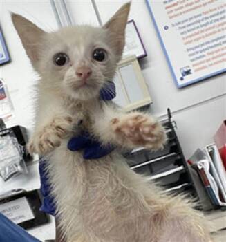 PASHA -  Domestic Short Hair Cat for Adoption in Dallas, Texas - PASHA | PetCurious