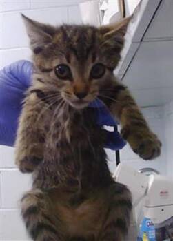 A1269619 -  Domestic Short Hair Cat for Adoption in Charlotte, North Carolina - A1269619 | PetCurious
