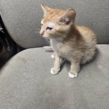 Goose -  Domestic Short Hair Cat for Adoption in Eufaula, Alabama - Goose | PetCurious