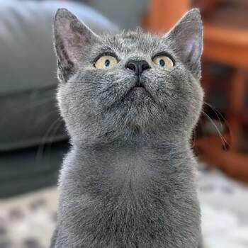 Rescue Domestic Short Hair Cats for Adoption in Reisterstown, Maryland - Earl (paired With Christian) | PetCurious