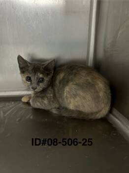 Rescue Domestic Short Hair Cats for Adoption in Dalton, Georgia - Fontina | PetCurious