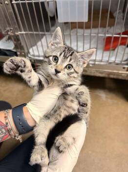 Domestic Short Hair Cats Available for Adoption in Fort Walton Beach, Florida - MIWA | PetCurious