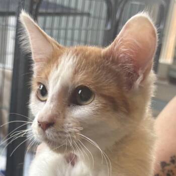 Domestic Short Hair Cats Available for Adoption - Harley | PetCurious