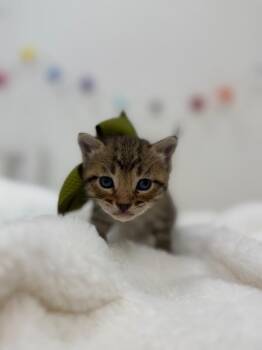 Tabby and Domestic Short Hair Cats Available for Adoption in Friendswood, Texas - Robbie Whisker Jr | PetCurious