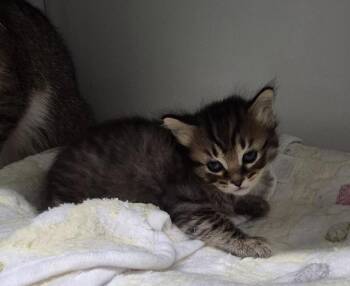 Filchie -  Domestic Short Hair Cat for Adoption in Chattanooga, Tennessee - Filchie | PetCurious