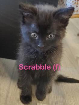 SCRABBLE Kitten -  Domestic Medium Hair Cat Available for Adoption in New Bern, North Carolina - SCRABBLE Kitten | PetCurious