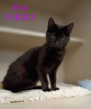Rescue Domestic Short Hair Cats for Adoption in Clarksville, Tennessee - Ella | PetCurious