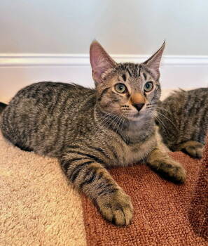 Rescue Domestic Short Hair Cats for Adoption in Nazareth, Pennsylvania - Rolo Kitten | PetCurious