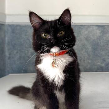 Dread Pirate Roberts -  Domestic Medium Hair Cat for Adoption in Spokane, Washington - Dread Pirate Roberts | PetCurious