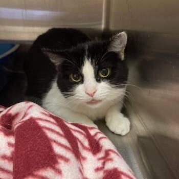 Jelly Bean -  Domestic Short Hair Cat for Adoption in Kankakee, Illinois - Jelly Bean | PetCurious