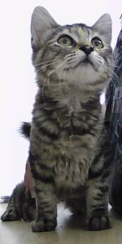 Rescue Domestic Short Hair Cats for Adoption in Dayton, Minnesota - Sweet Pepper | PetCurious