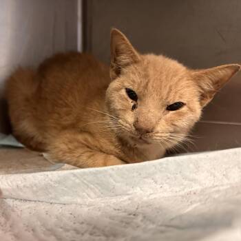 Domestic Short Hair Cats Available for Adoption in Edinburg, Texas - LJ Silver | PetCurious