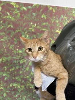 Eeyore -  Domestic Short Hair Cat for Adoption in San Antonio, Texas - Eeyore | PetCurious