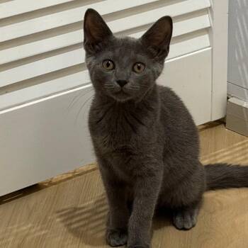 Miso -  Domestic Short Hair Cat for Adoption in Jupiter, Florida - Miso | PetCurious