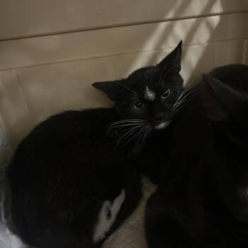 Hachi -  Domestic Short Hair Cat for Adoption in Salt Lake City, Utah - Hachi | PetCurious