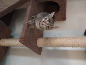 Rescue Domestic Short Hair Cats for Adoption in Aylett, Virginia - Moiya | PetCurious